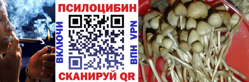 где найти   Чухлома  Псилоцибиновые грибы прущие грибы 